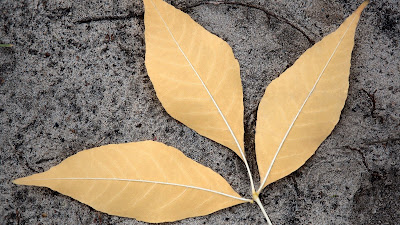 Three dry tan leaves on a stone surface