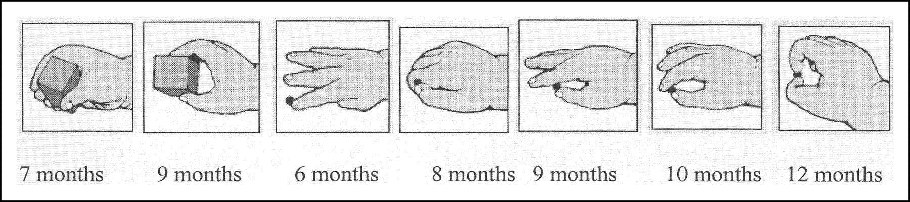 Series of line drawings of hands holding a crayon in grasps shown at 6 to 12 months of age