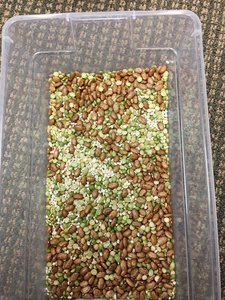 Plastic bin filled with rice and dried beans